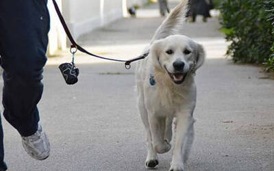 Immagine: UNC_cane-passeggio